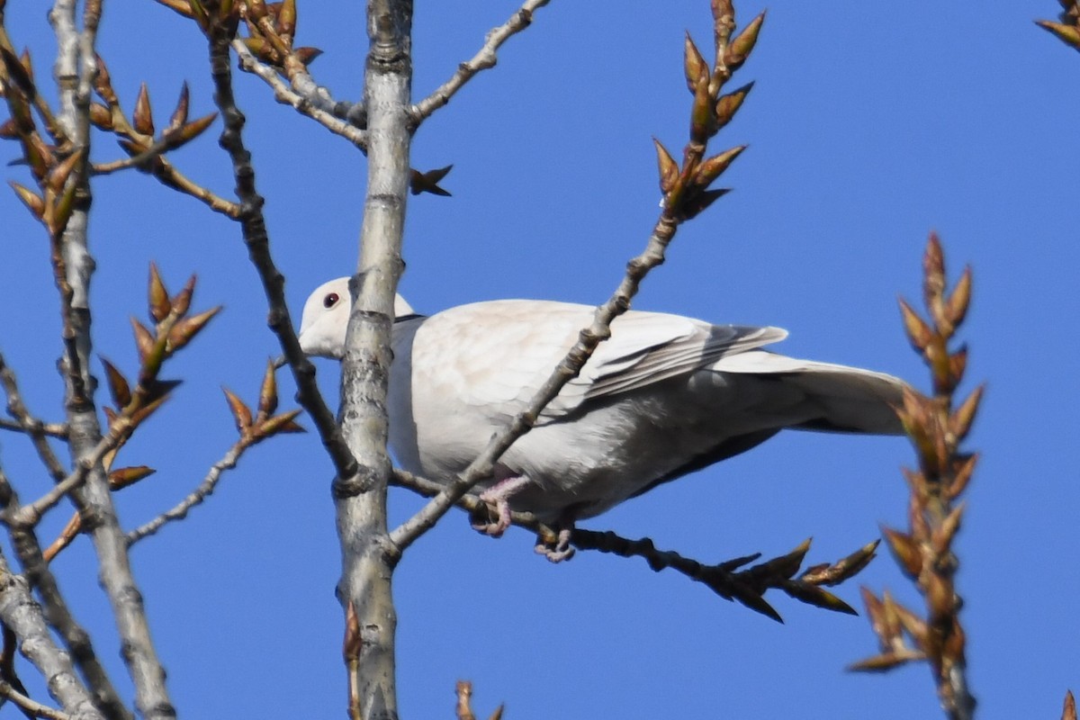 Eurasian/African Collared-Dove - ML631074729