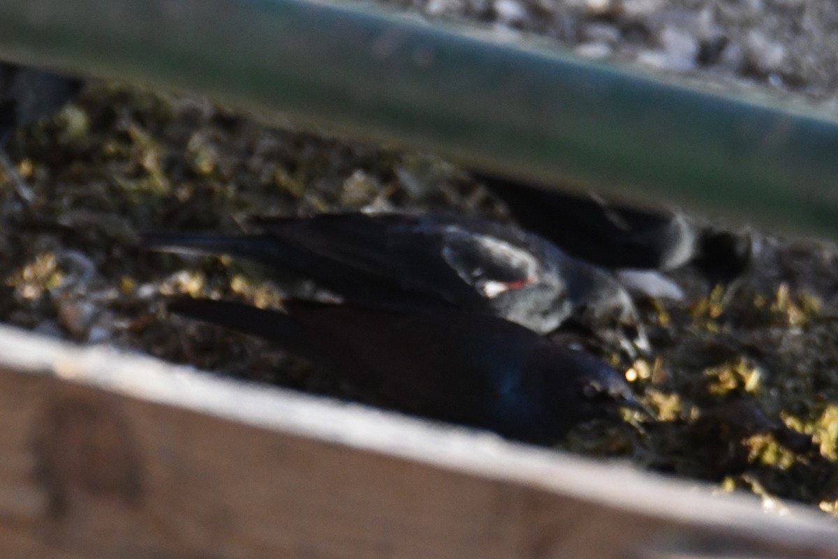 Tricolored Blackbird - ML631074752