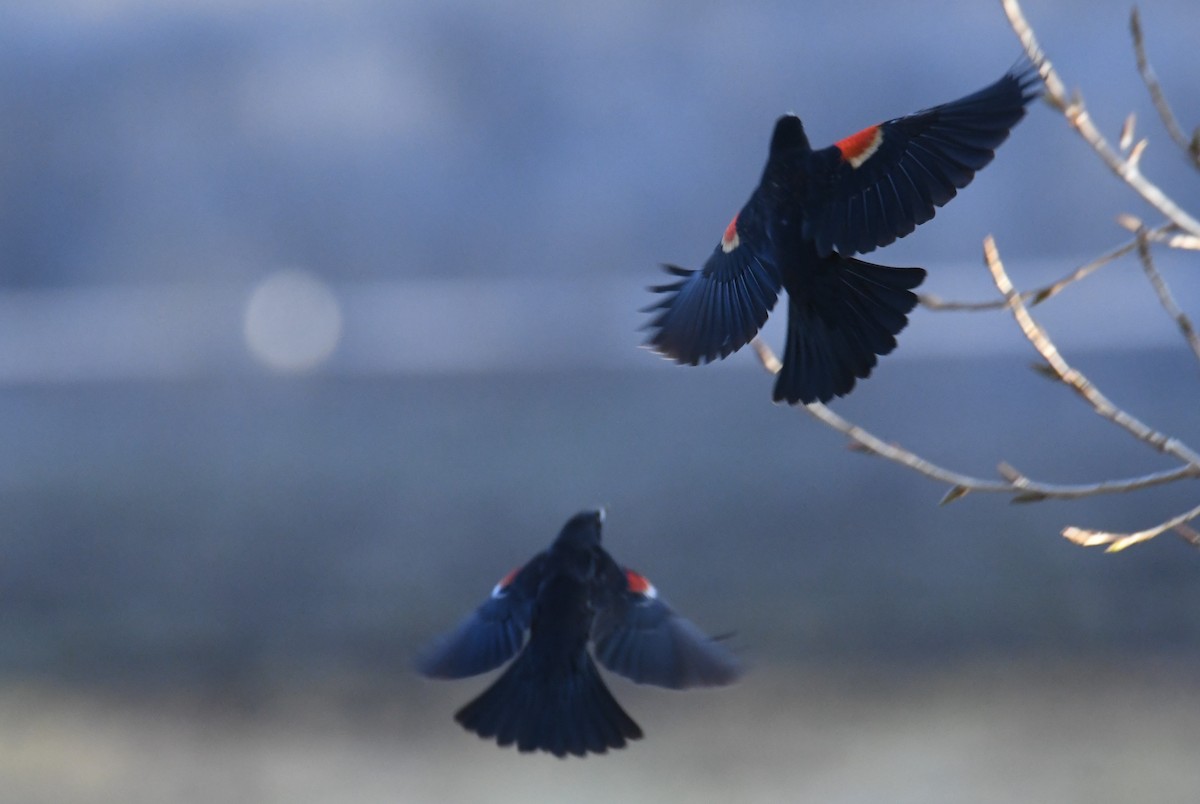 Tricolored Blackbird - ML631074754