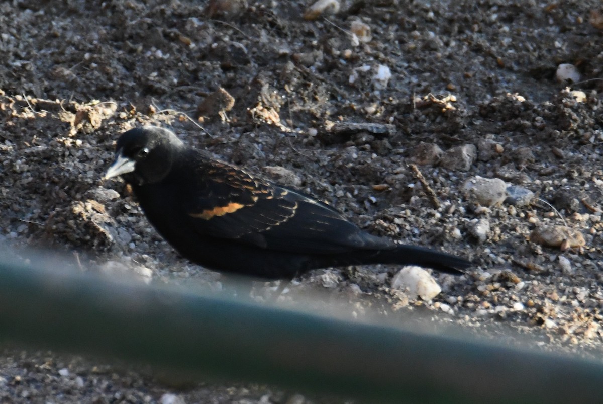Red-winged Blackbird - ML631074772