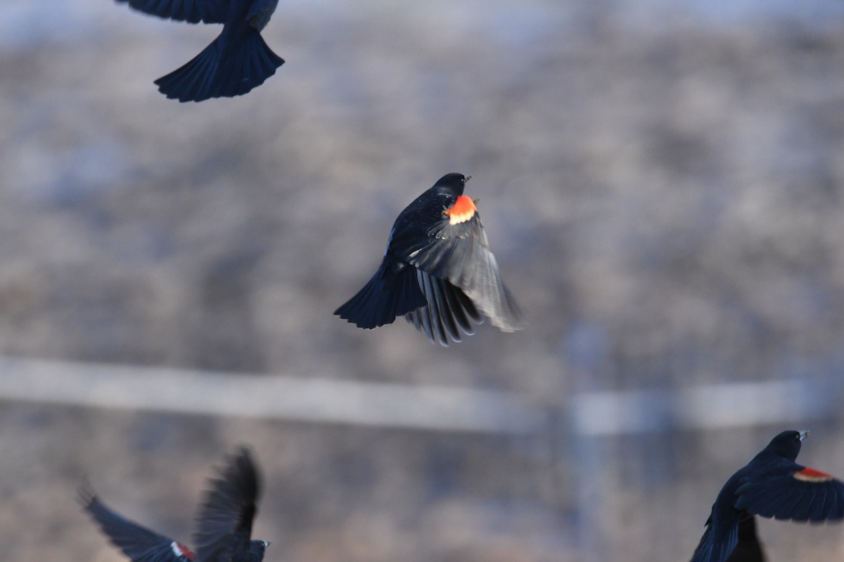 Red-winged Blackbird - ML631074773
