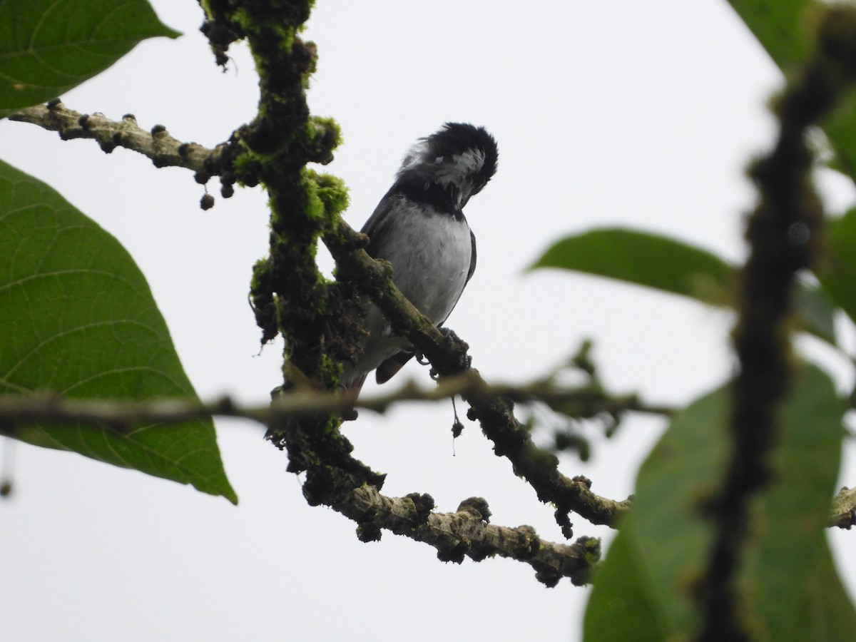 Variable Seedeater - ML631074800