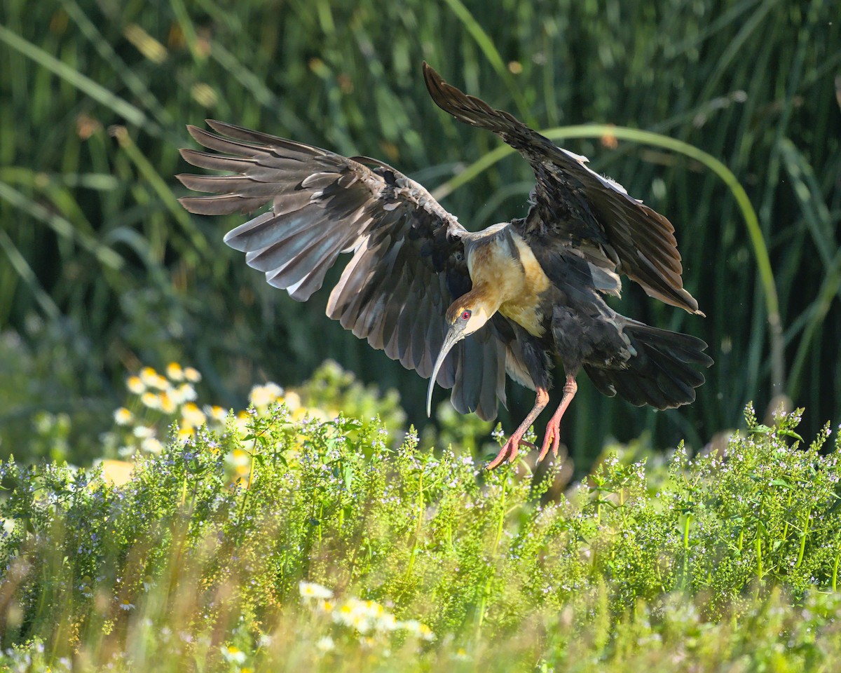 Black-faced Ibis - ML631075124