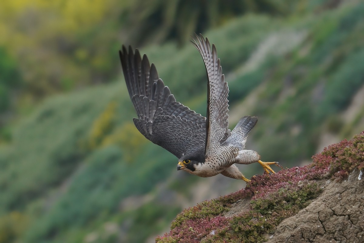 Halcón Peregrino - ML631075169