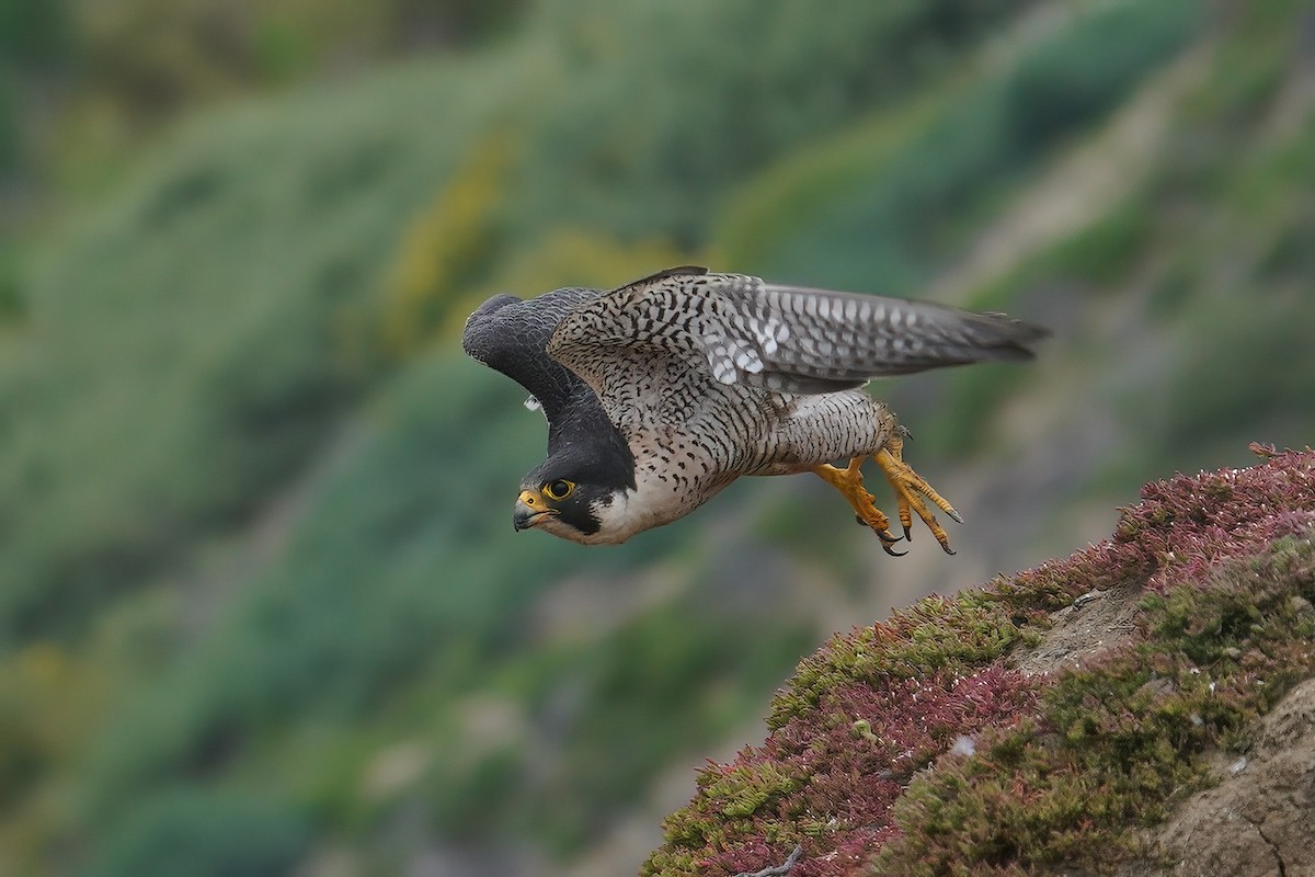 Halcón Peregrino - ML631075170