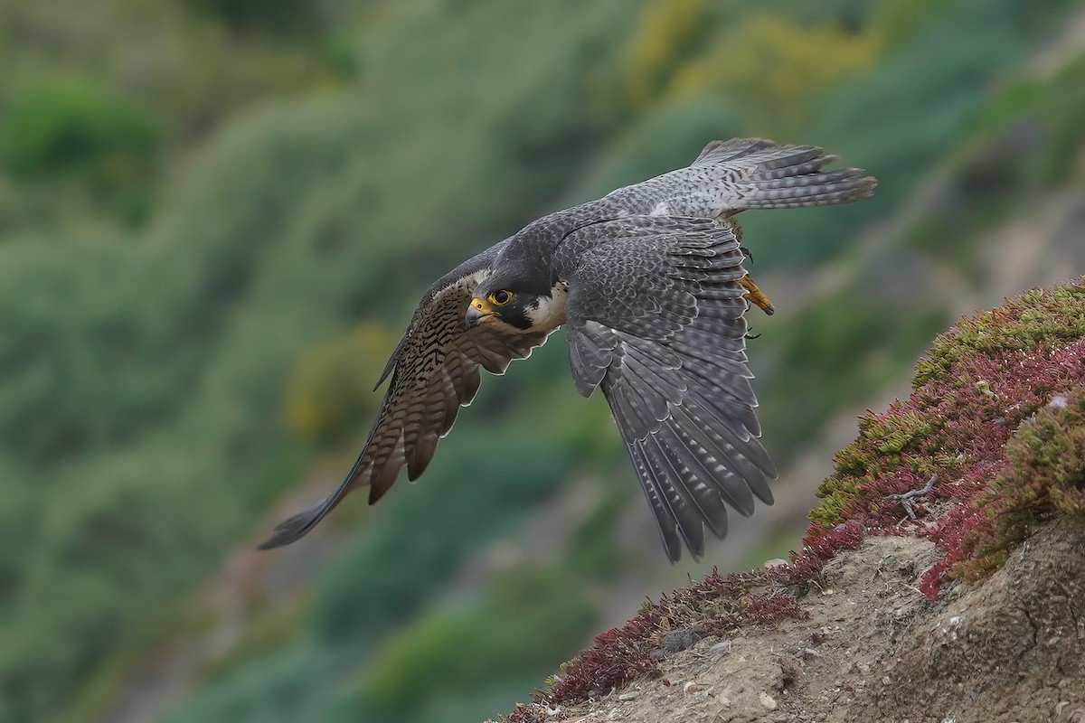 Halcón Peregrino - ML631075171