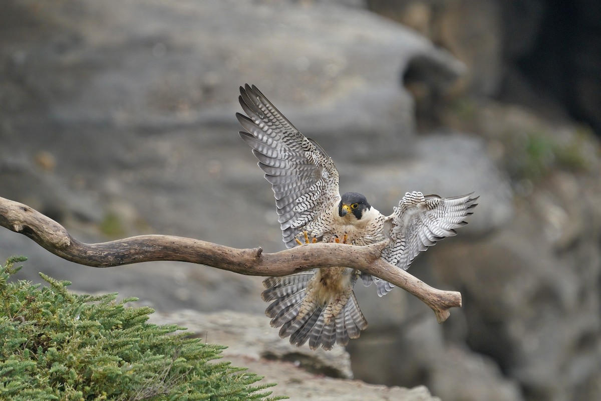 Halcón Peregrino - ML631075172