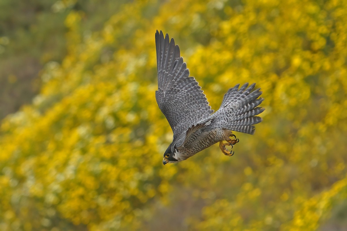 Halcón Peregrino - ML631075173