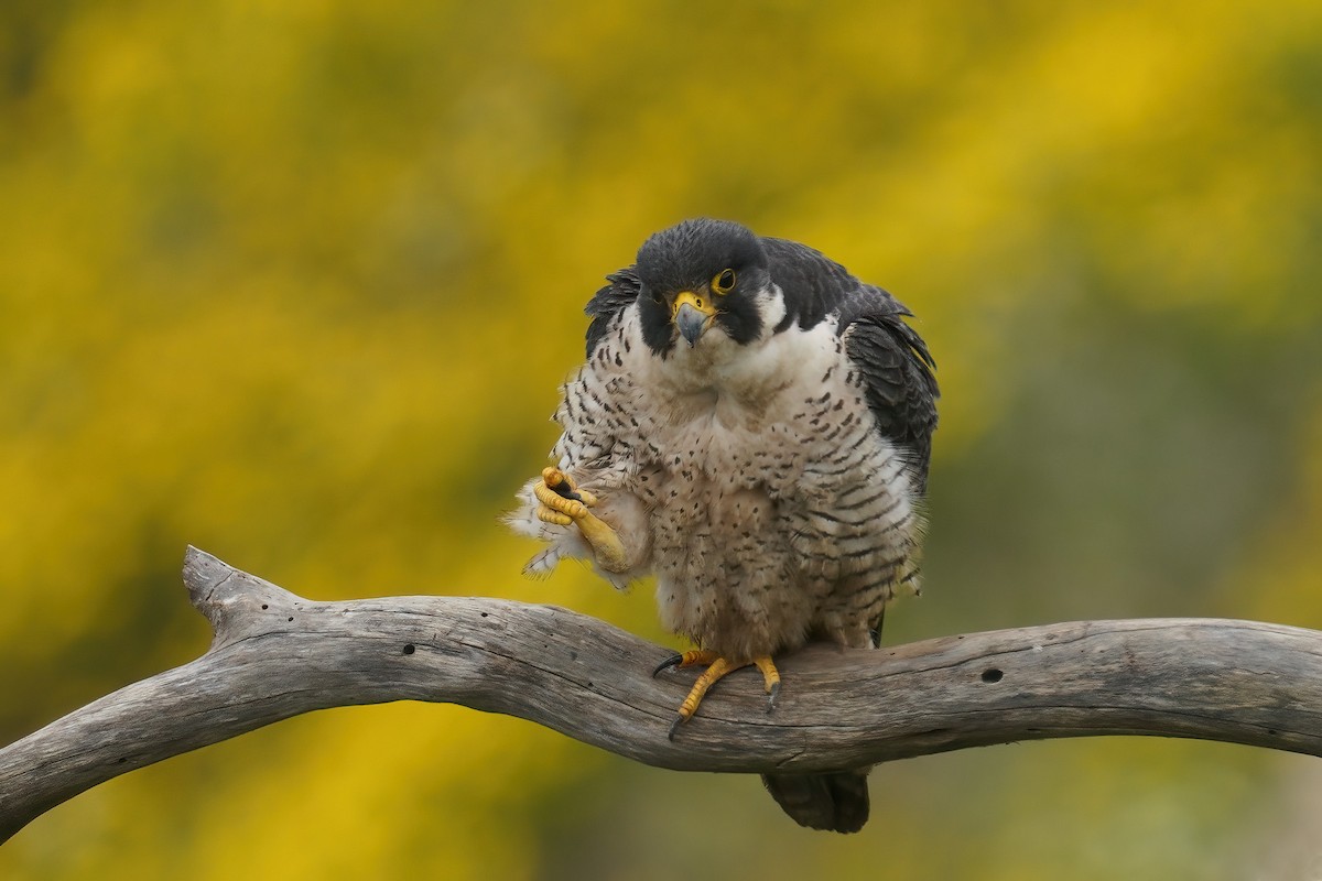 Halcón Peregrino - ML631075174