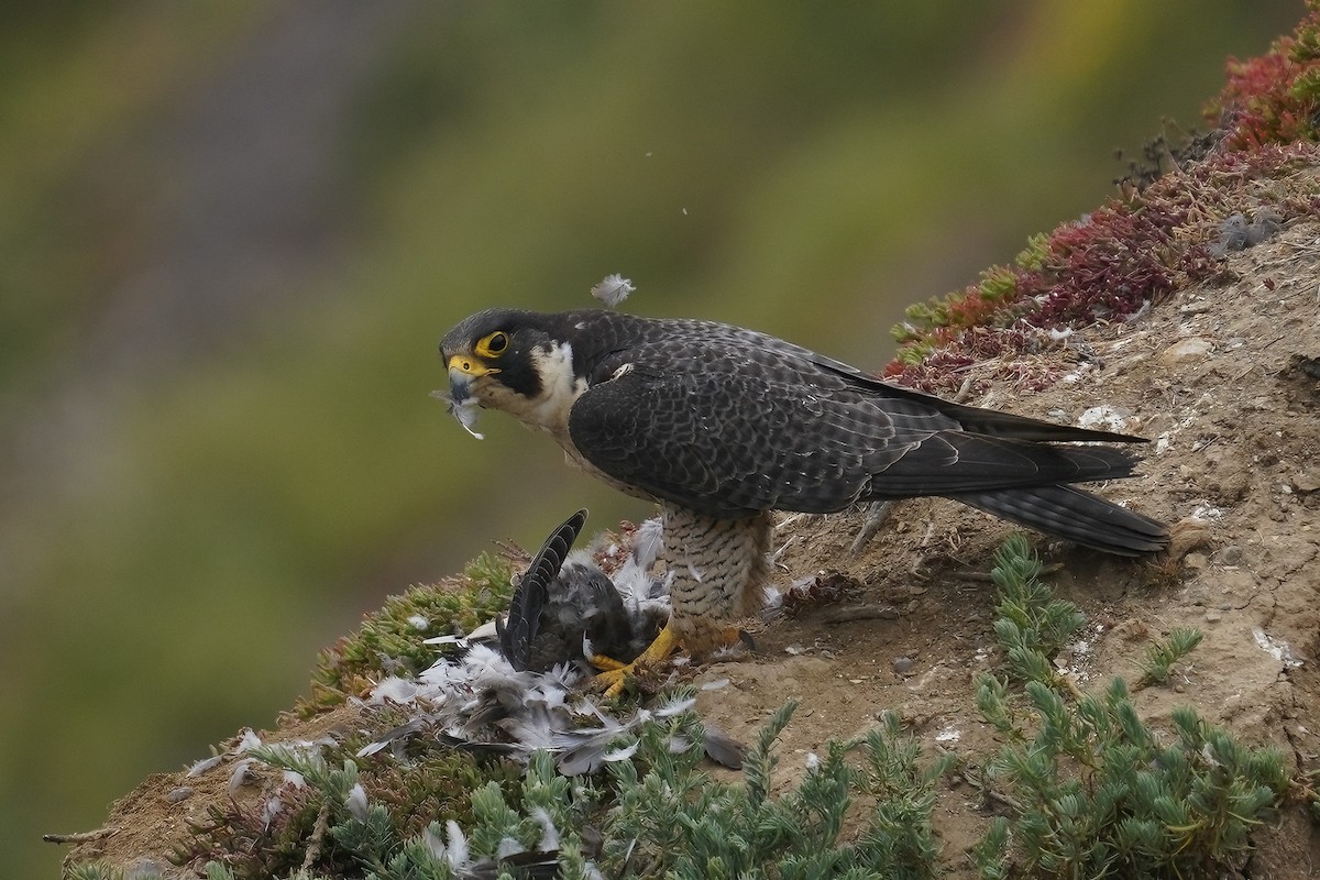 Halcón Peregrino - ML631075175