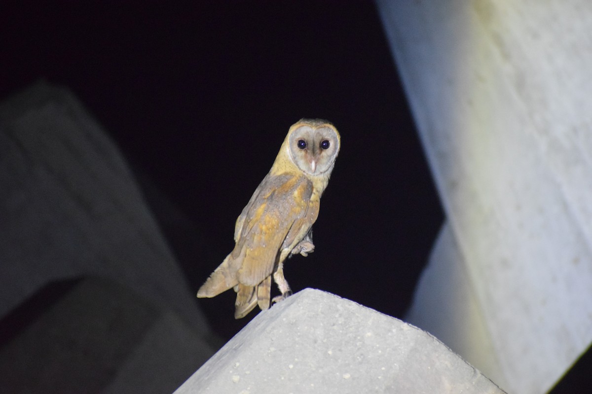 Eastern Barn Owl - ML631075244
