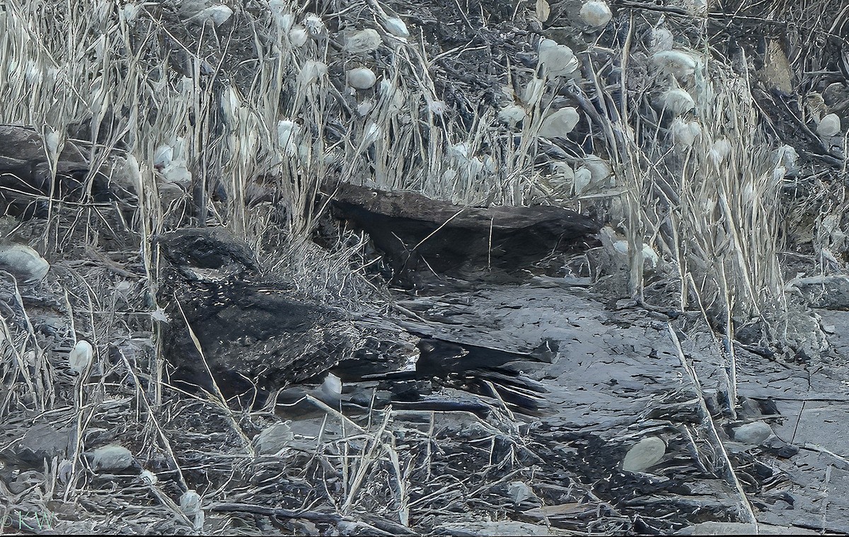 Spotted Nightjar - ML631075431