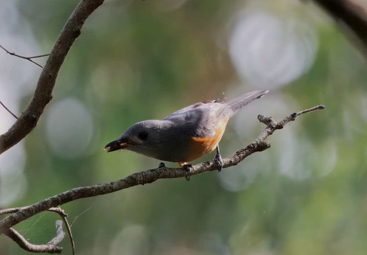 Black-faced Monarch - ML631075629