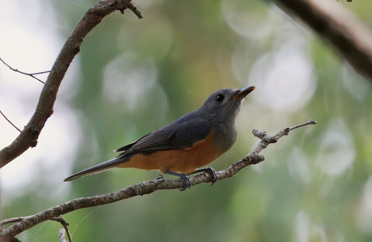 Black-faced Monarch - ML631075630