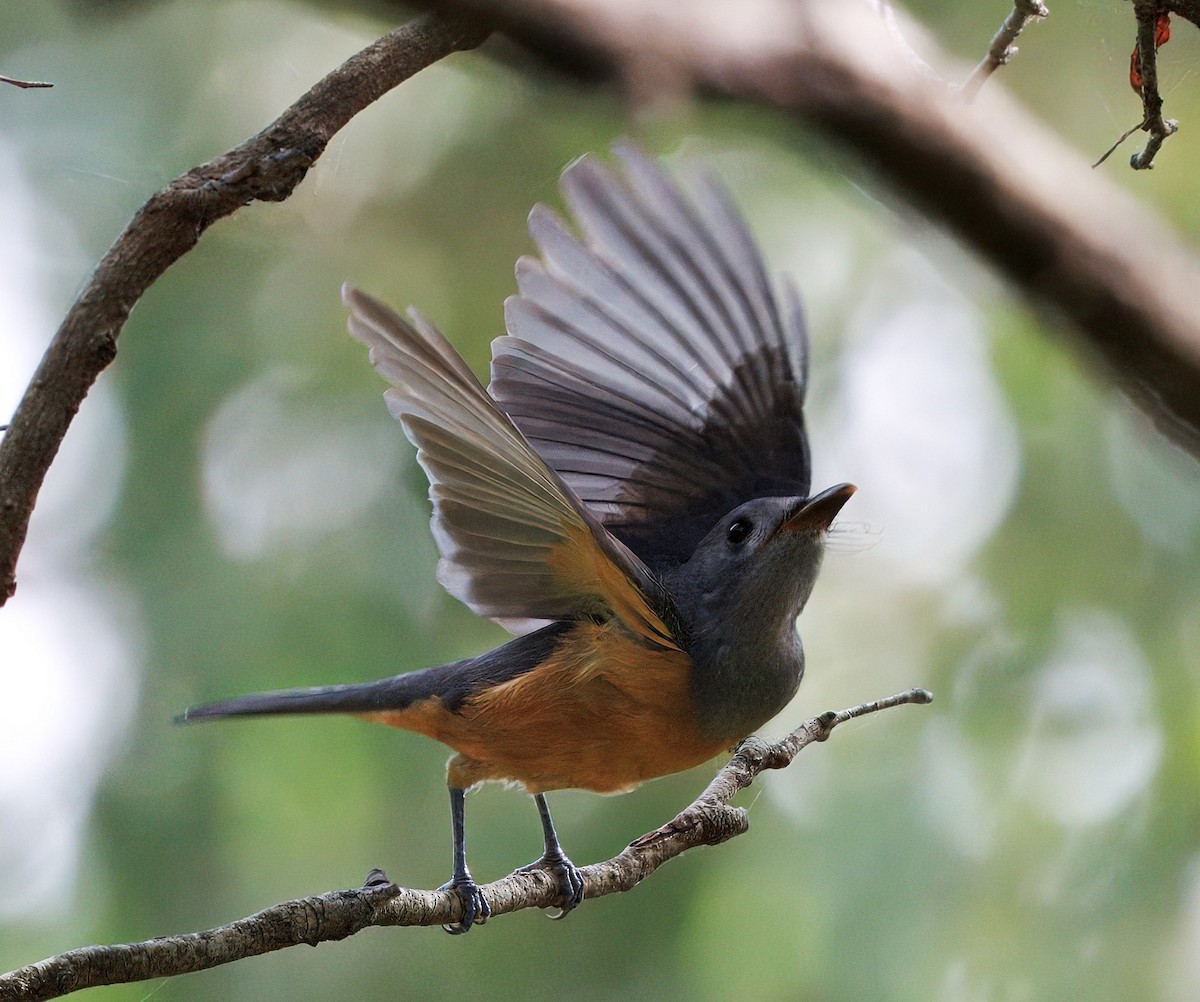 Black-faced Monarch - ML631075631