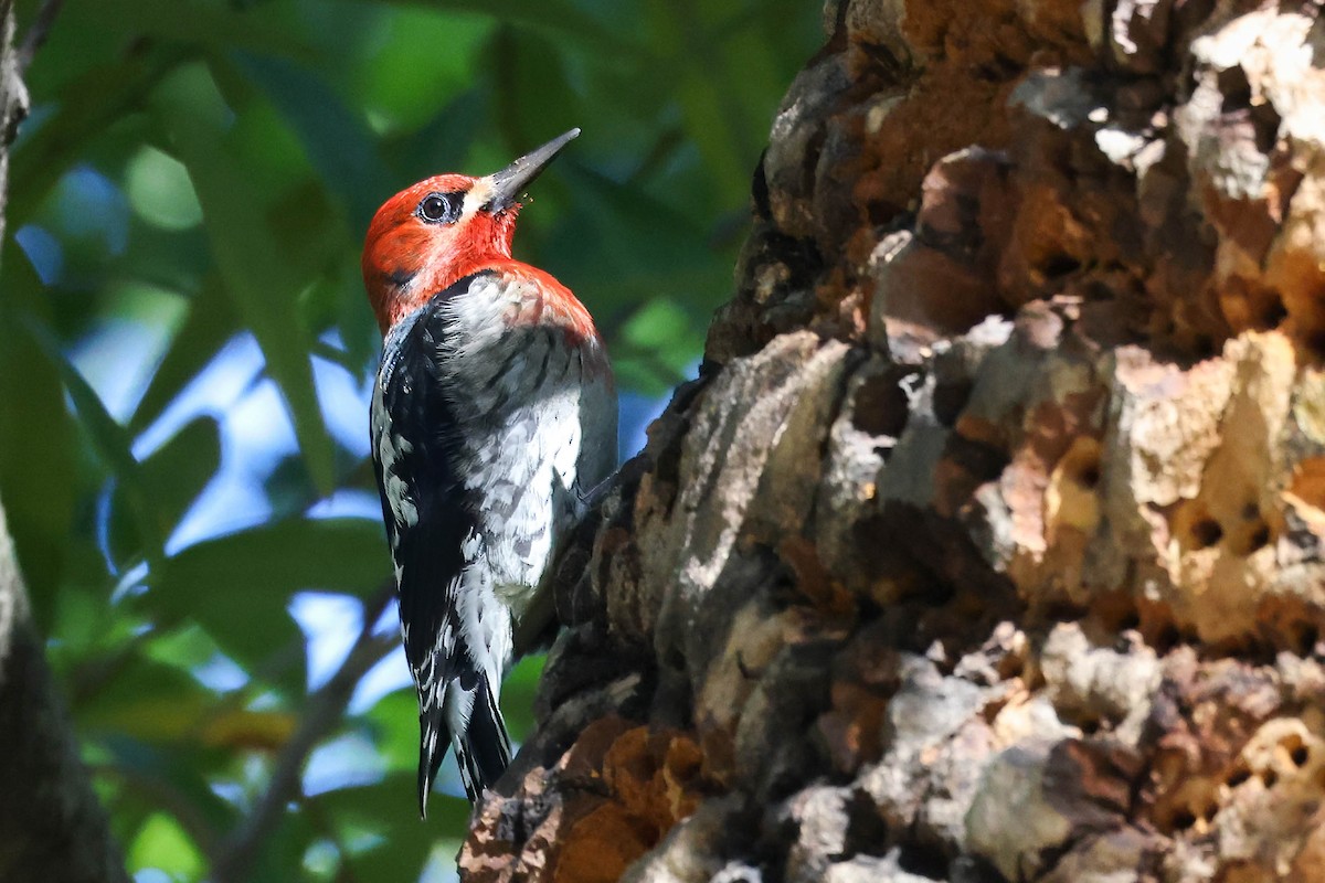 Red-breasted Sapsucker (daggetti) - ML631075823