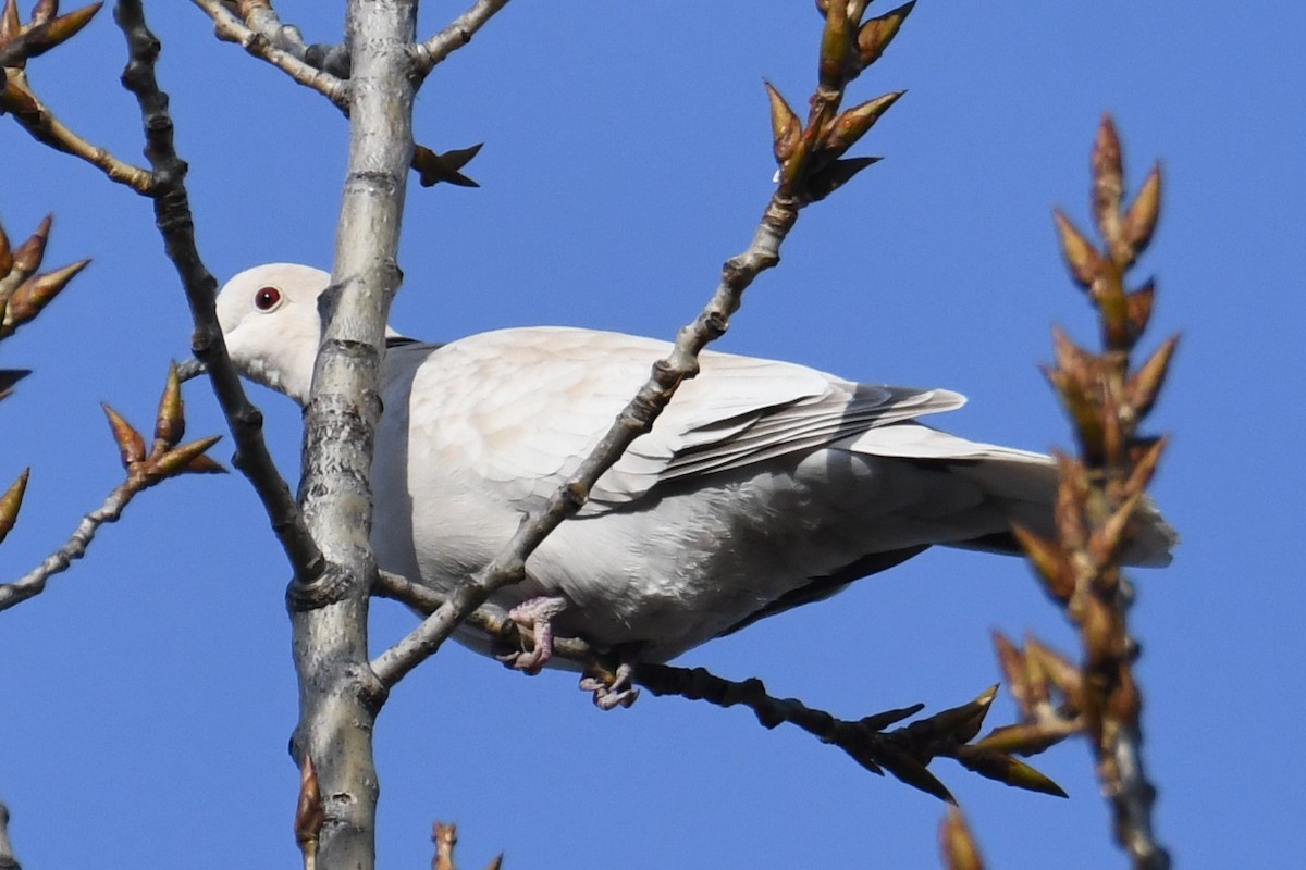 Eurasian/African Collared-Dove - ML631076185