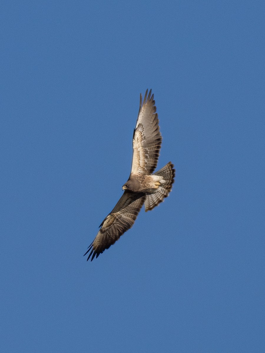 Swainson's Hawk - ML631076193