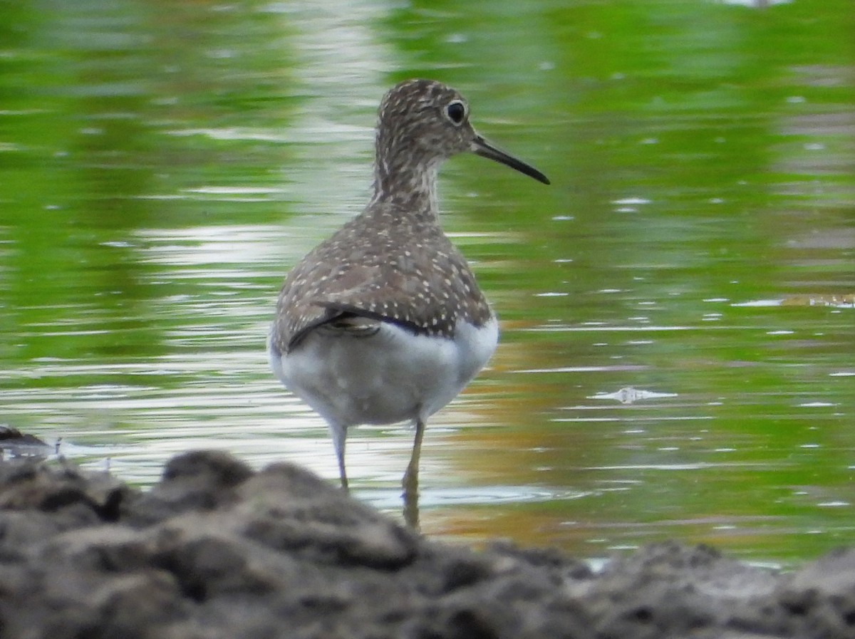 Solitary Sandpiper - ML631076196