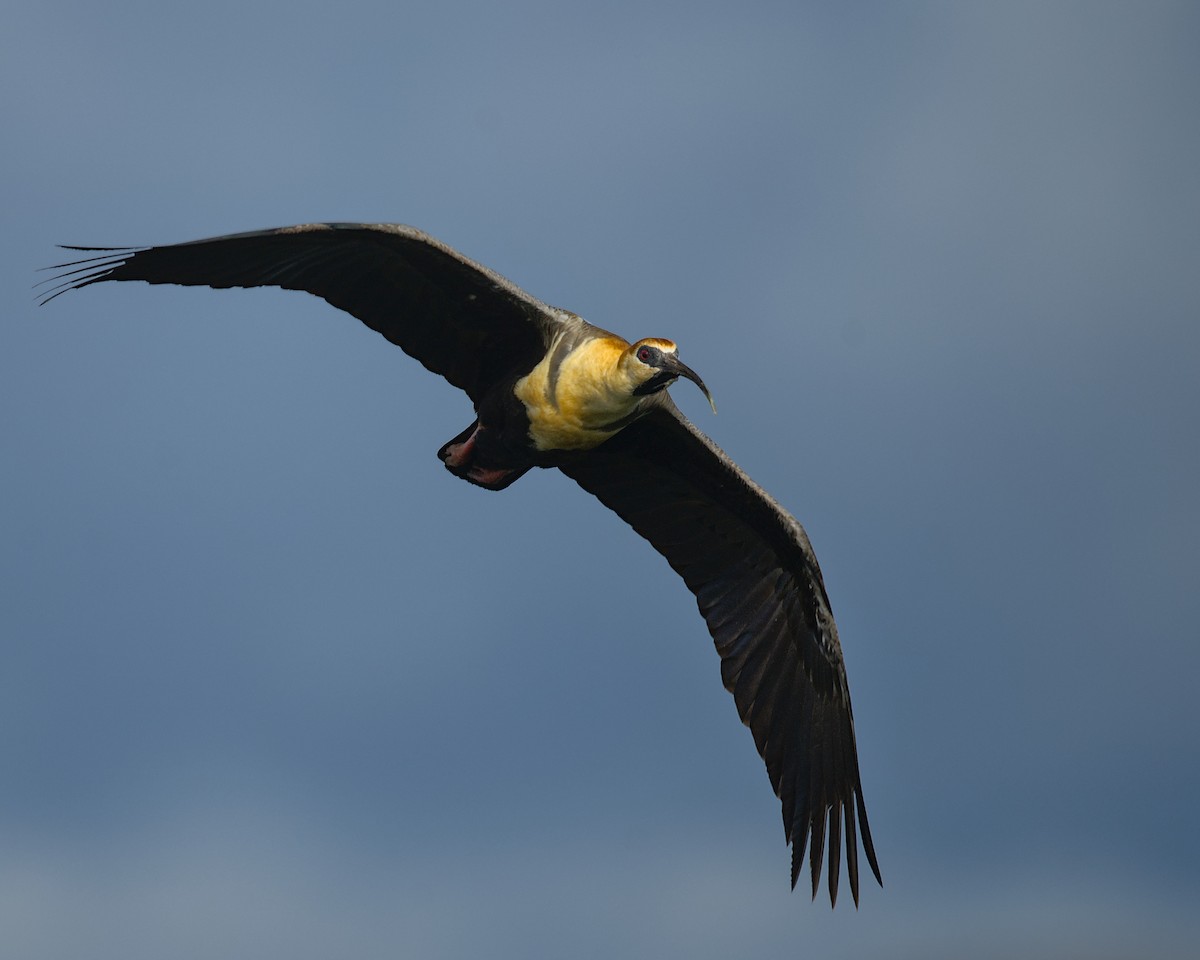 Black-faced Ibis - ML631076336