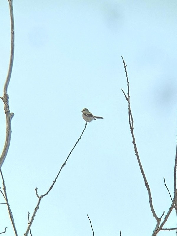 Northern Shrike - ML631076467