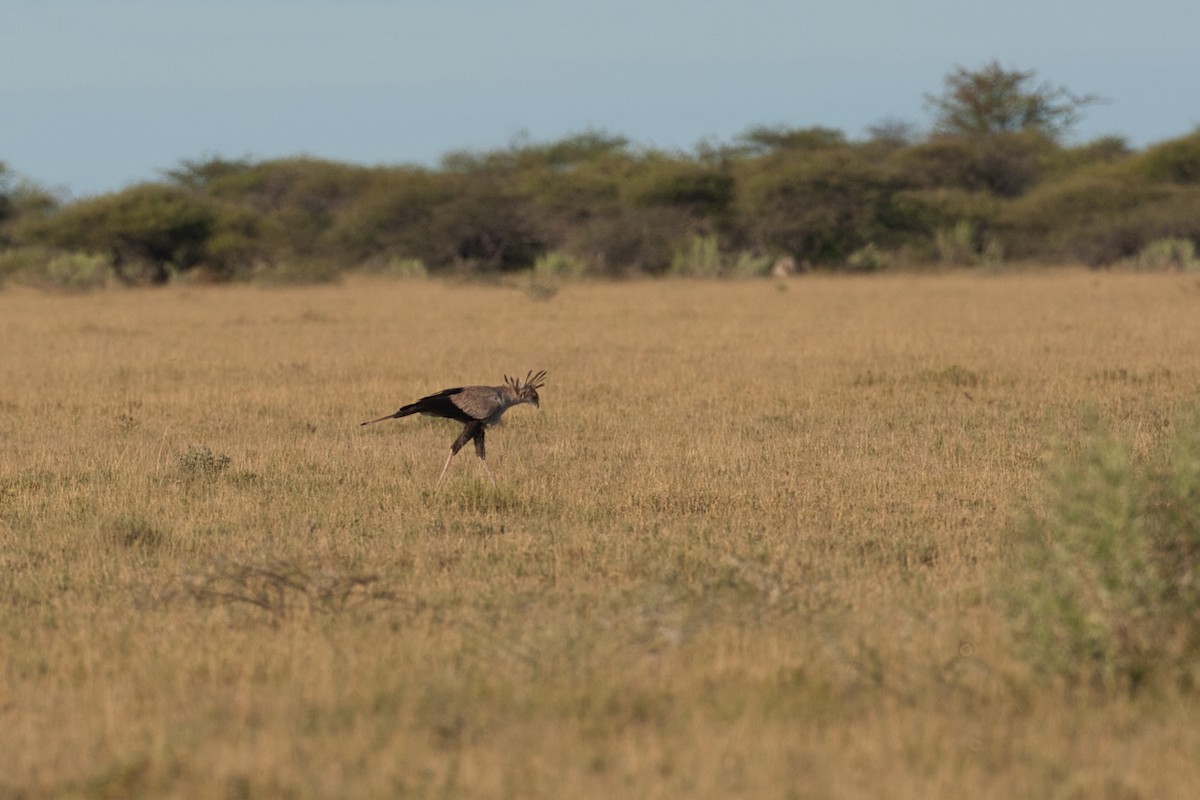 Secretarybird - ML631077005
