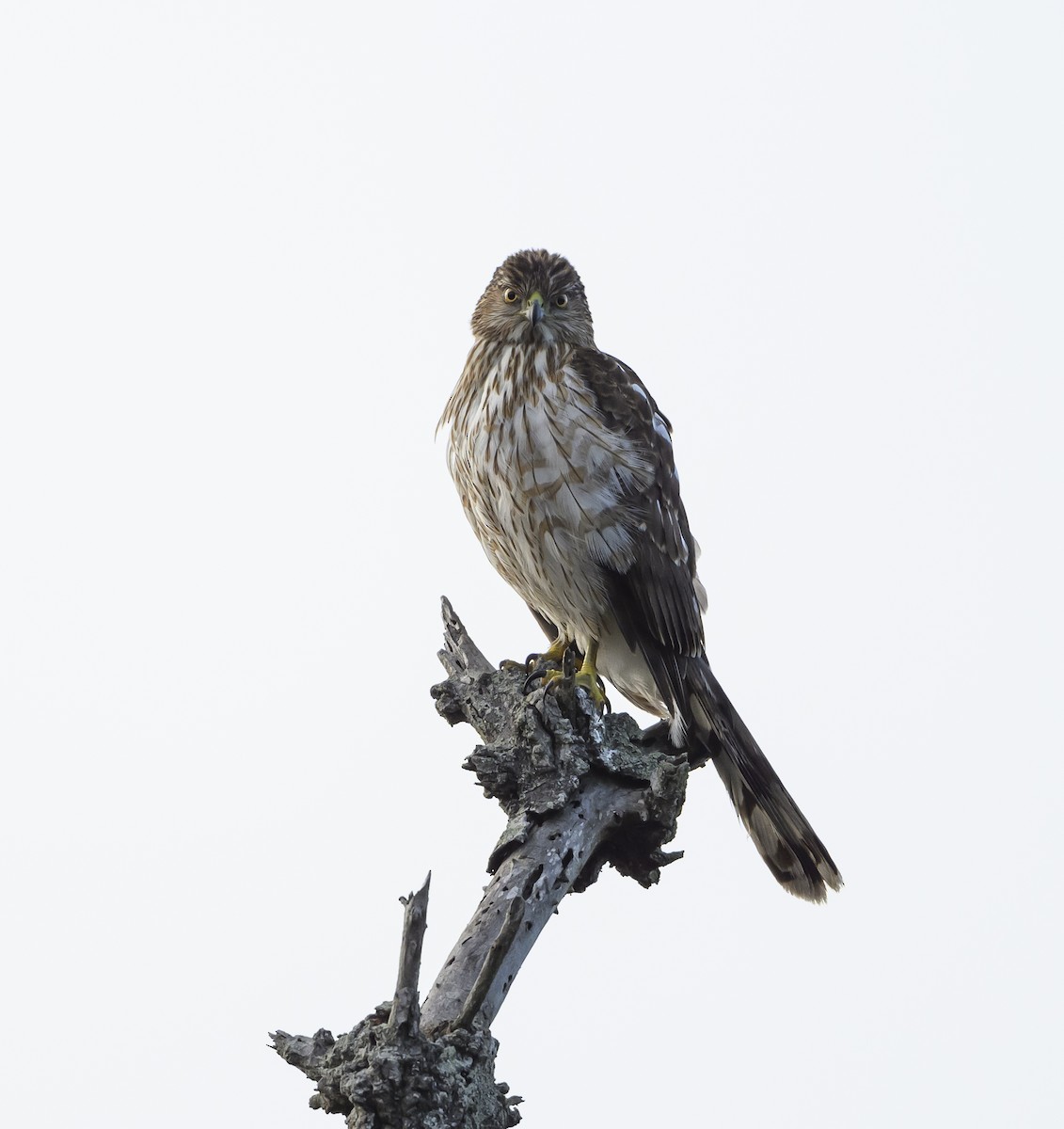 Cooper's Hawk - ML631077403