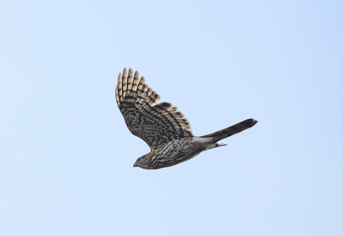 Cooper's Hawk - ML631077404