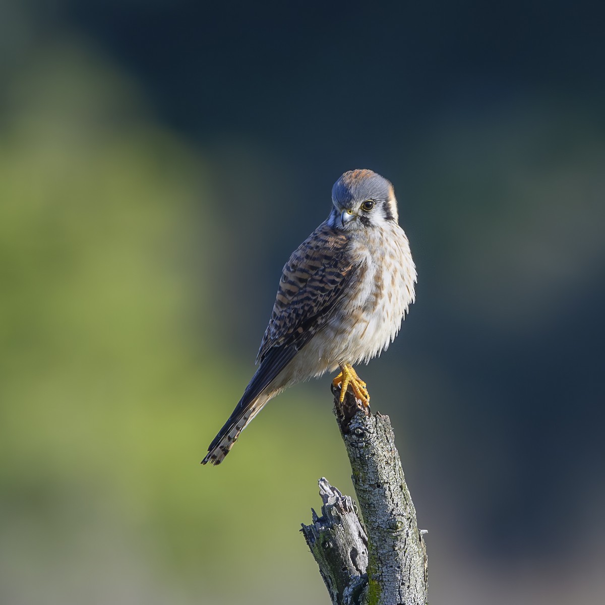 American Kestrel - ML631077412