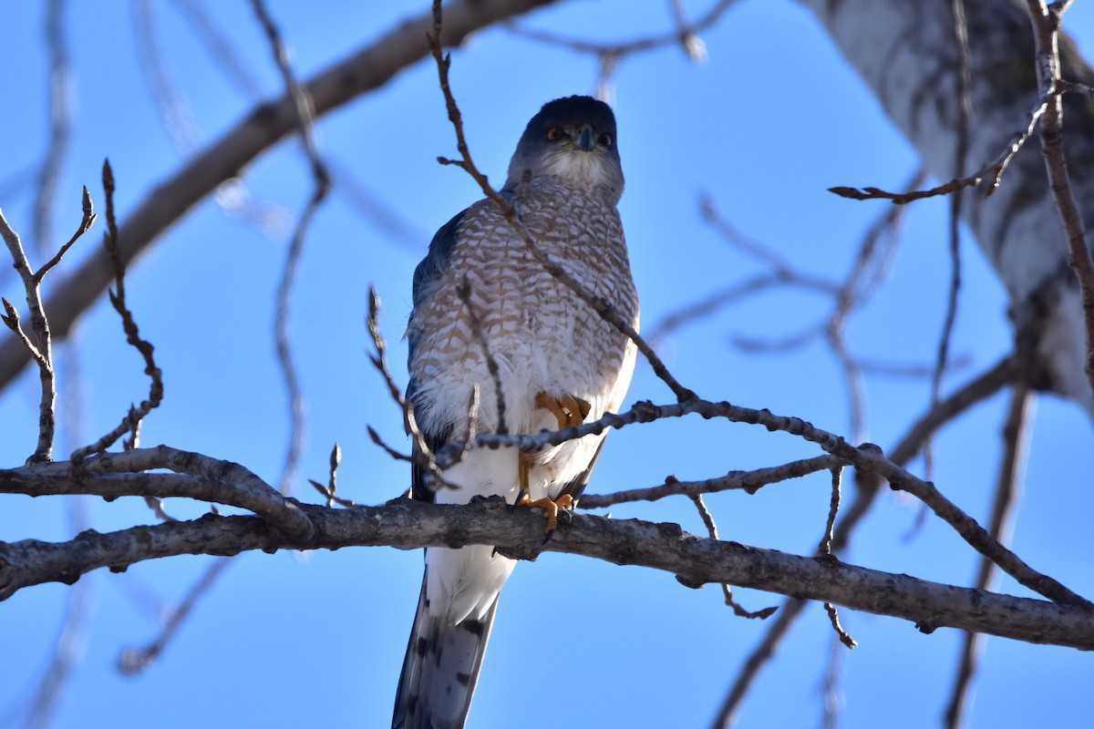 Cooper's Hawk - ML631077449