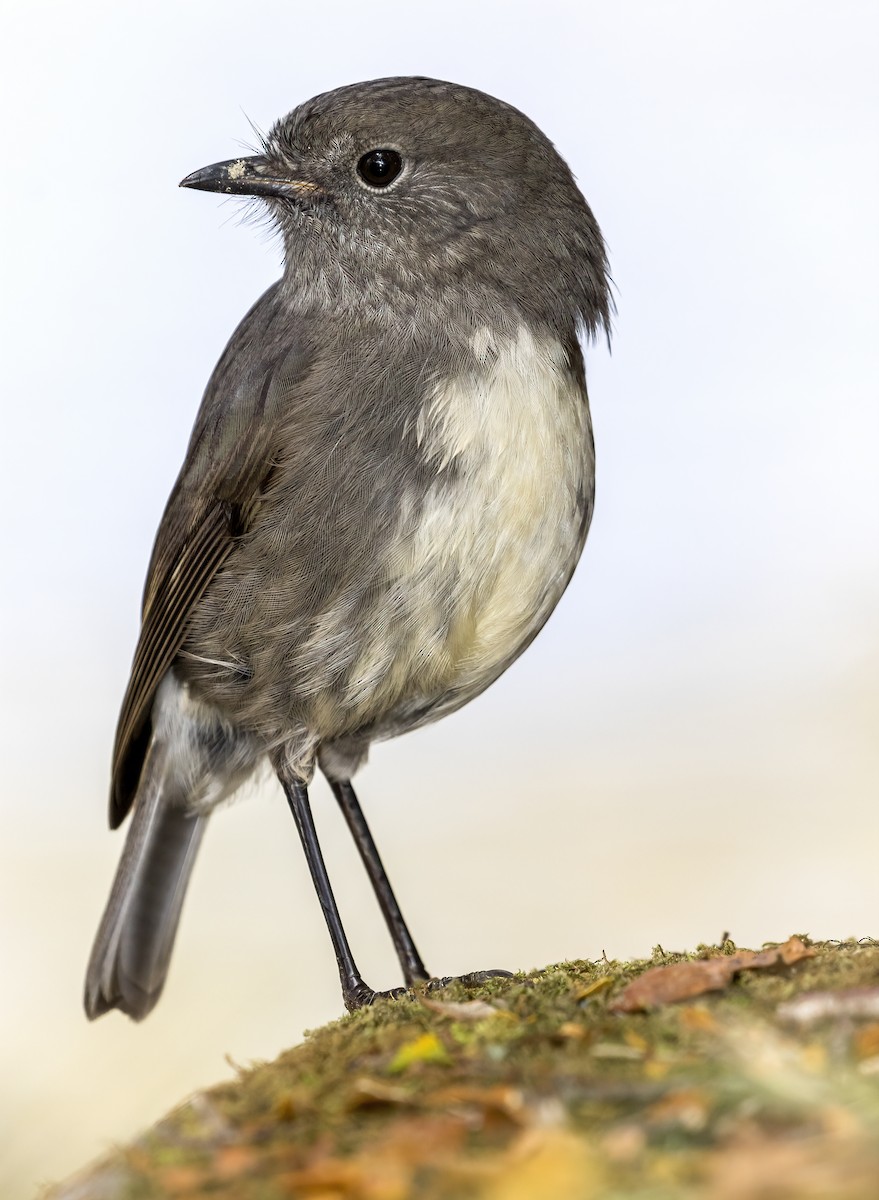 South Island Robin - ML631077485