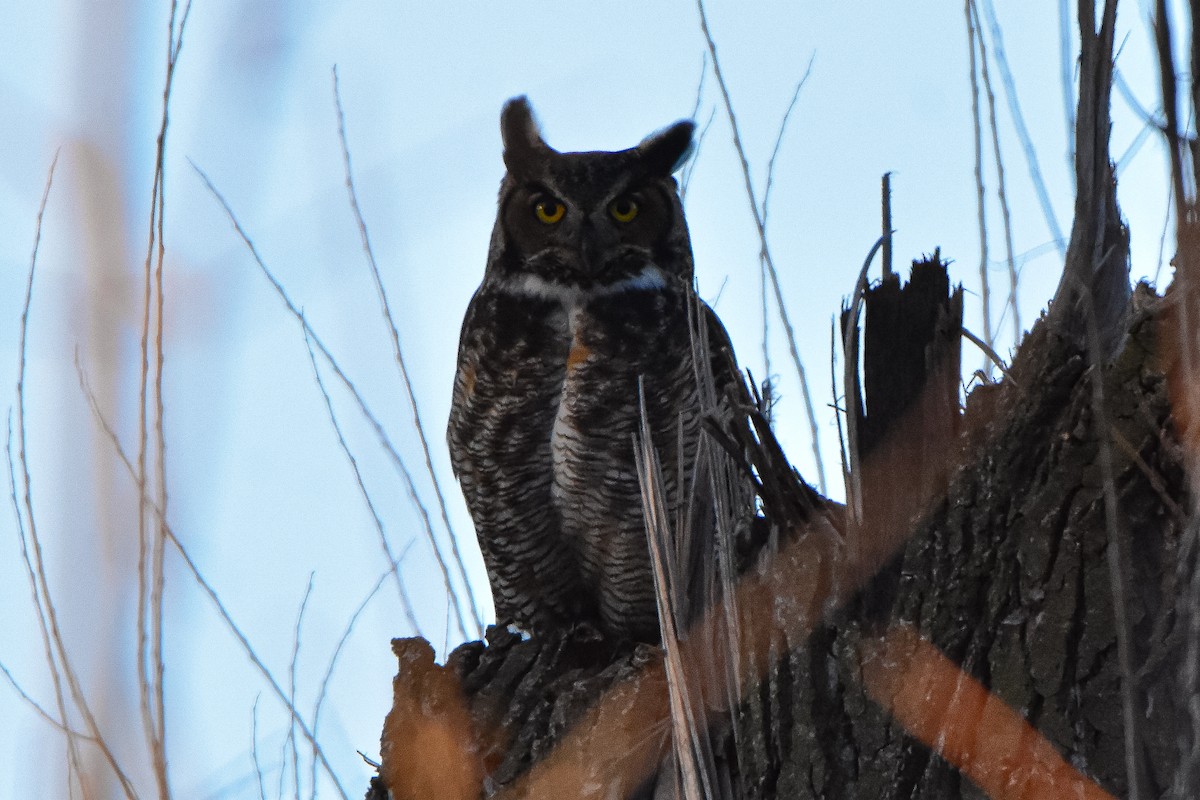 Great Horned Owl - ML631077496