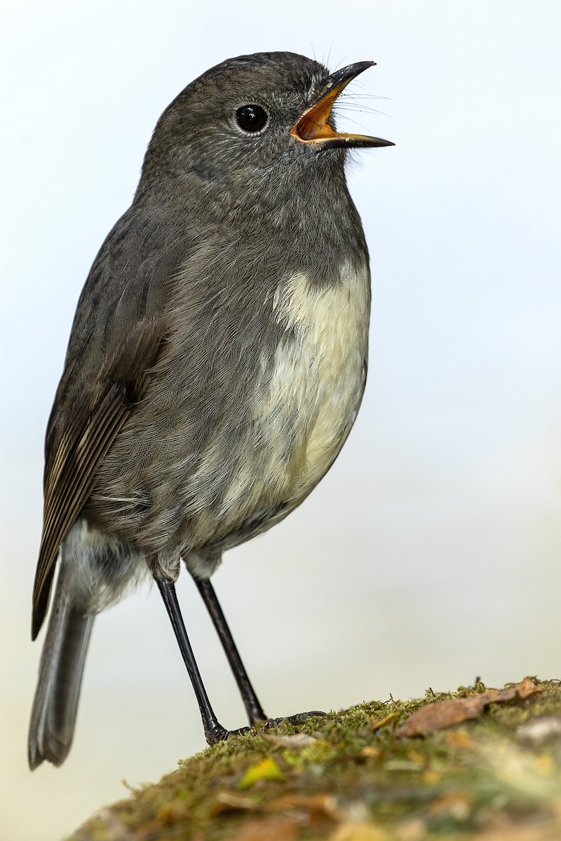 South Island Robin - ML631077611