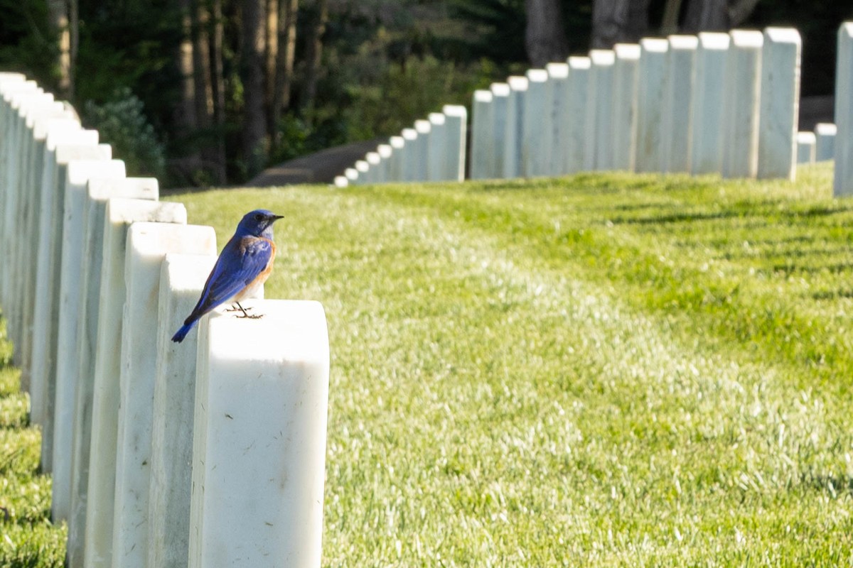 Western Bluebird - ML631077669