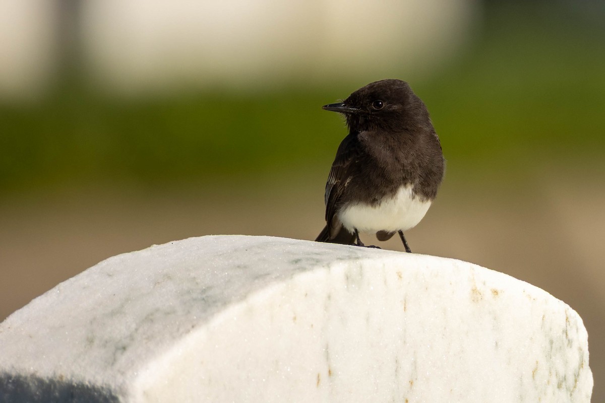 Black Phoebe - ML631077685