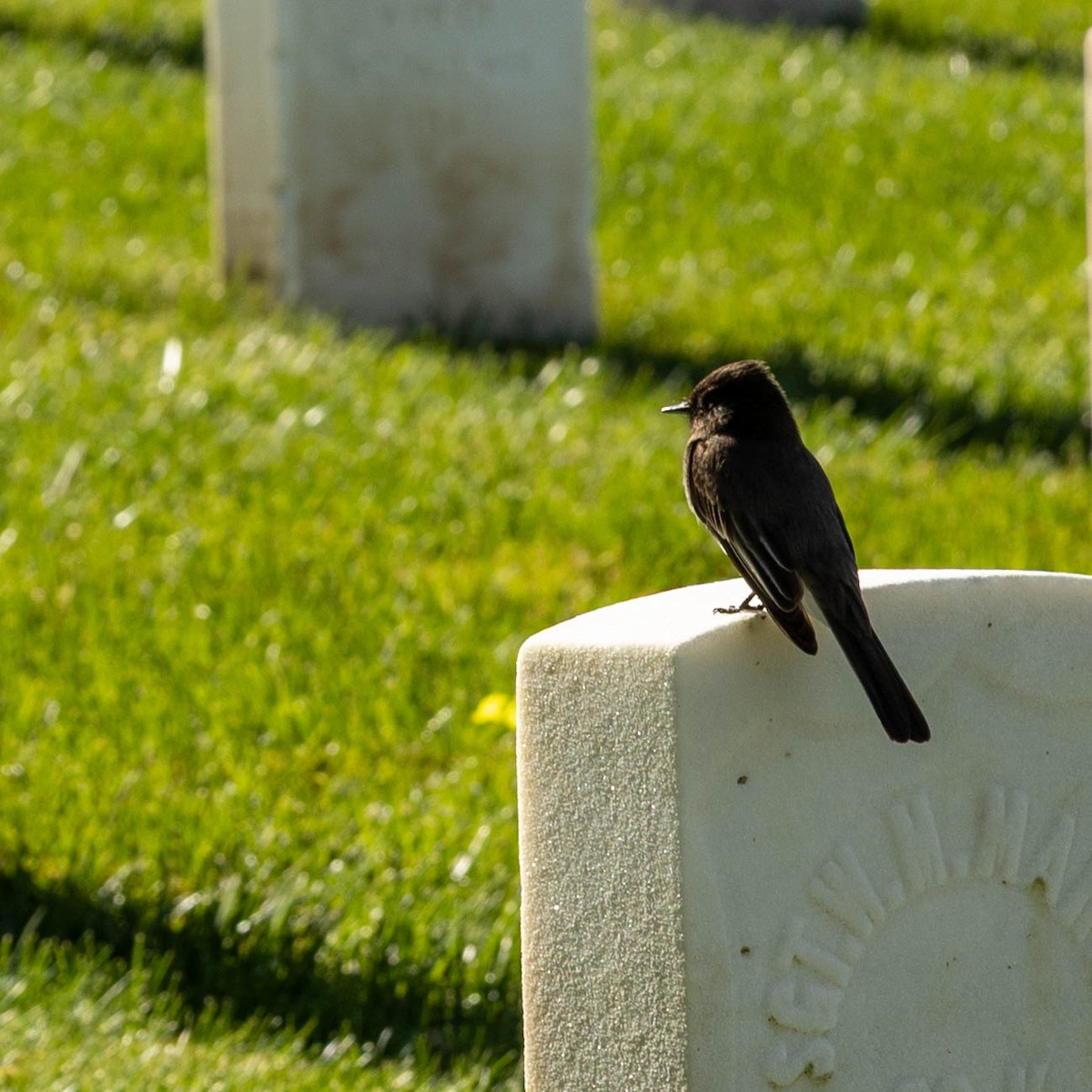 Black Phoebe - ML631077687