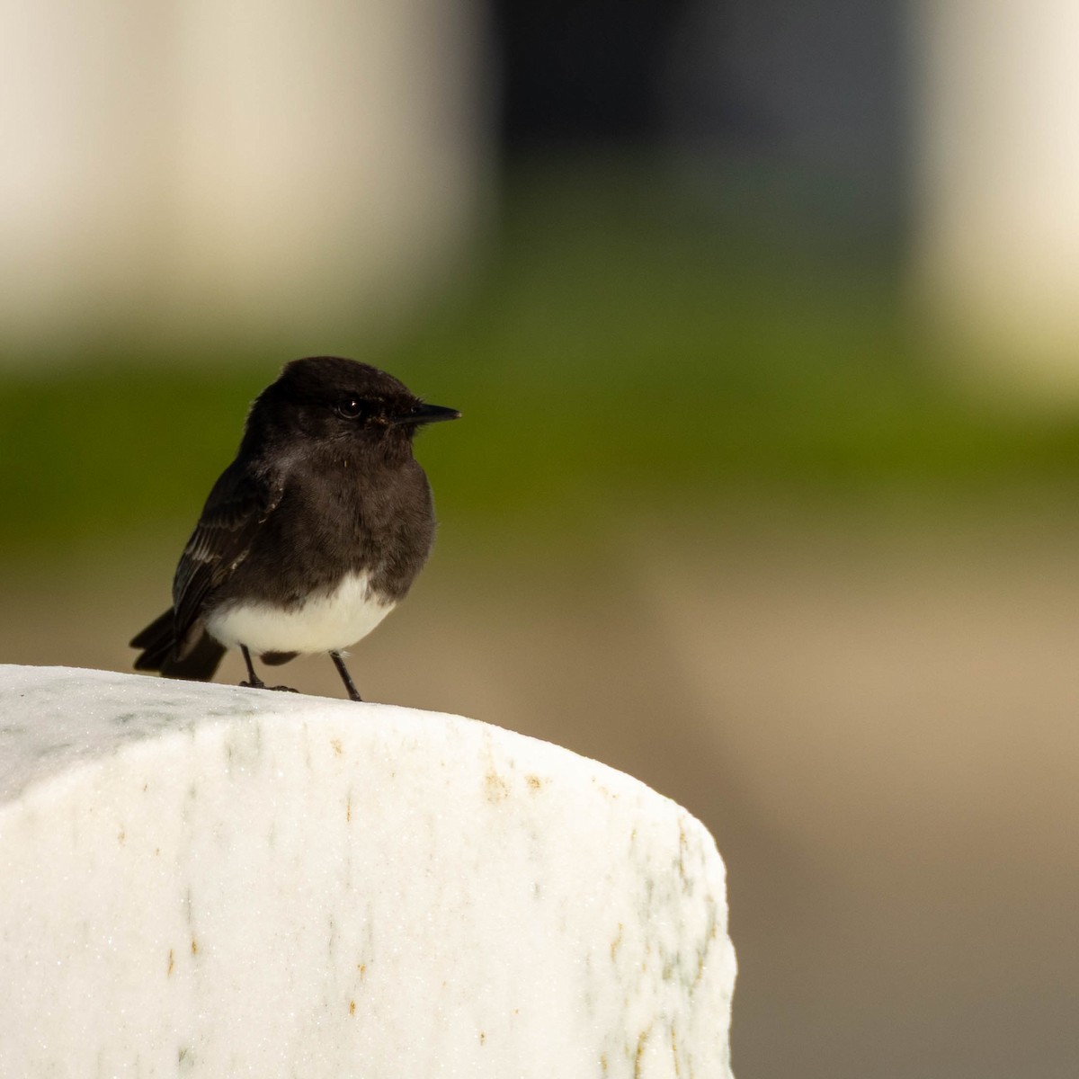 Black Phoebe - ML631077688