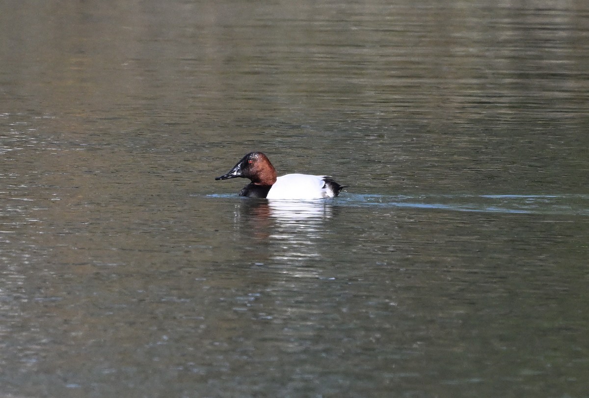 Büyük Elmabaş - ML631077721