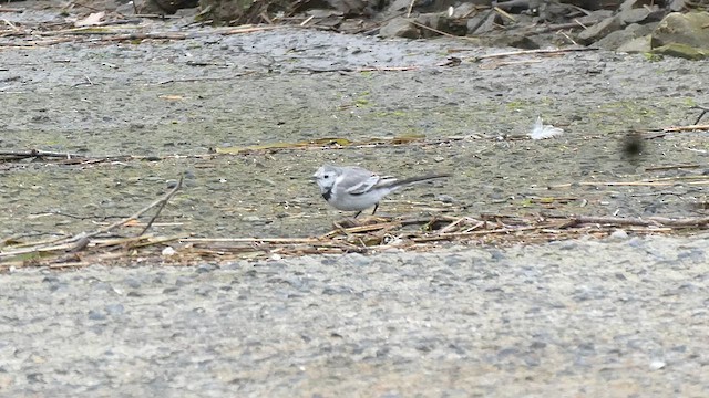 White Wagtail - ML631077816