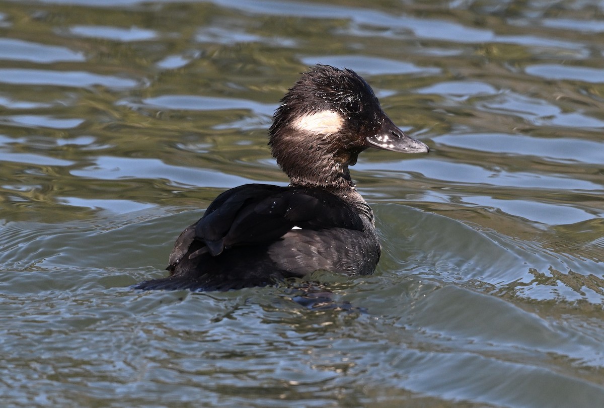 Ak Yanaklı Ördek - ML631077938