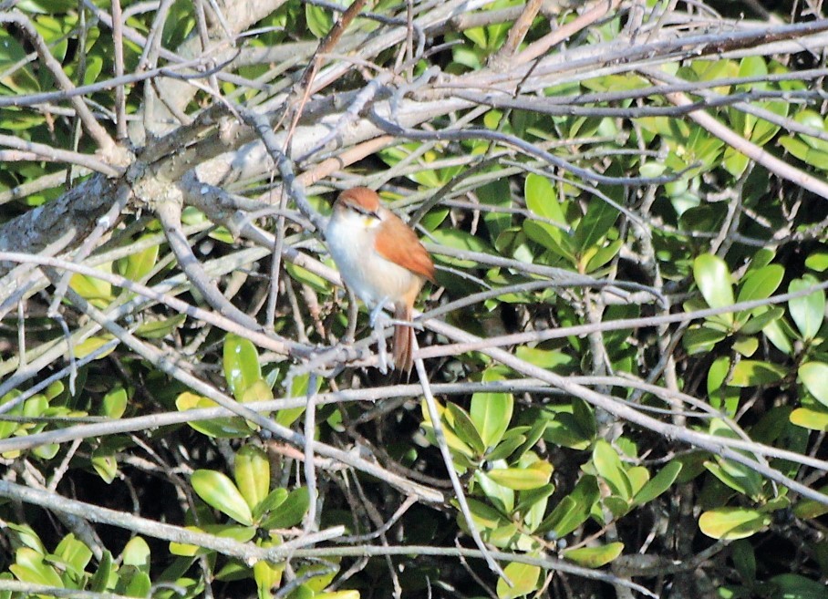 Yellow-chinned Spinetail - ML63107801