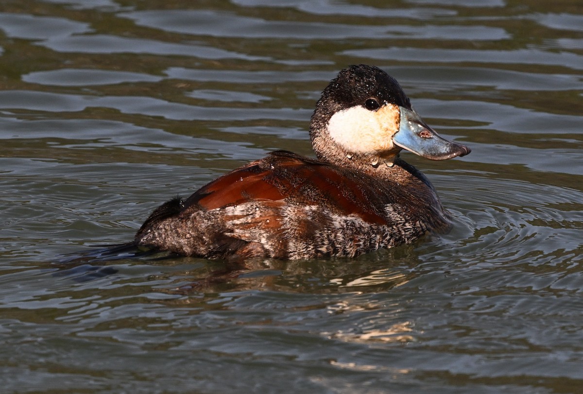 Amerika Dikkuyruğu - ML631078013