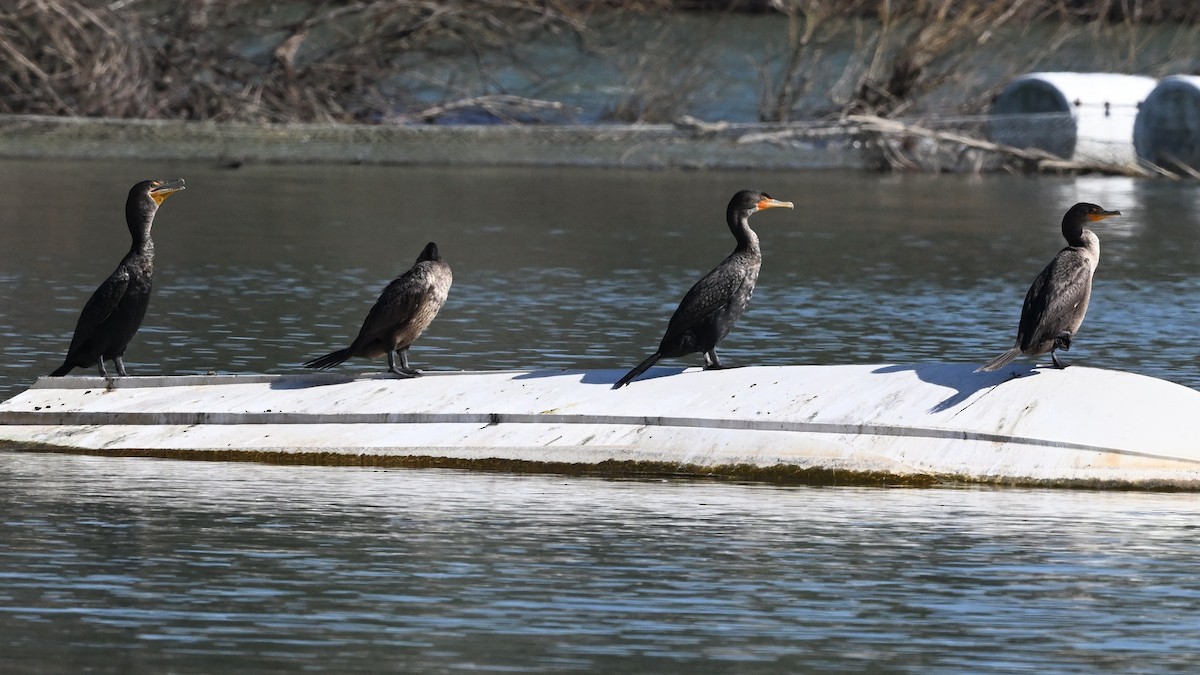 Kulaklı Karabatak - ML631078077