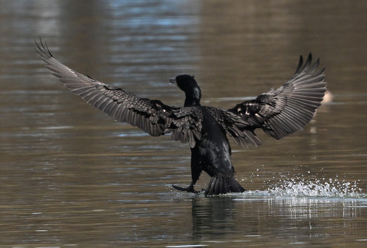 Kulaklı Karabatak - ML631078081