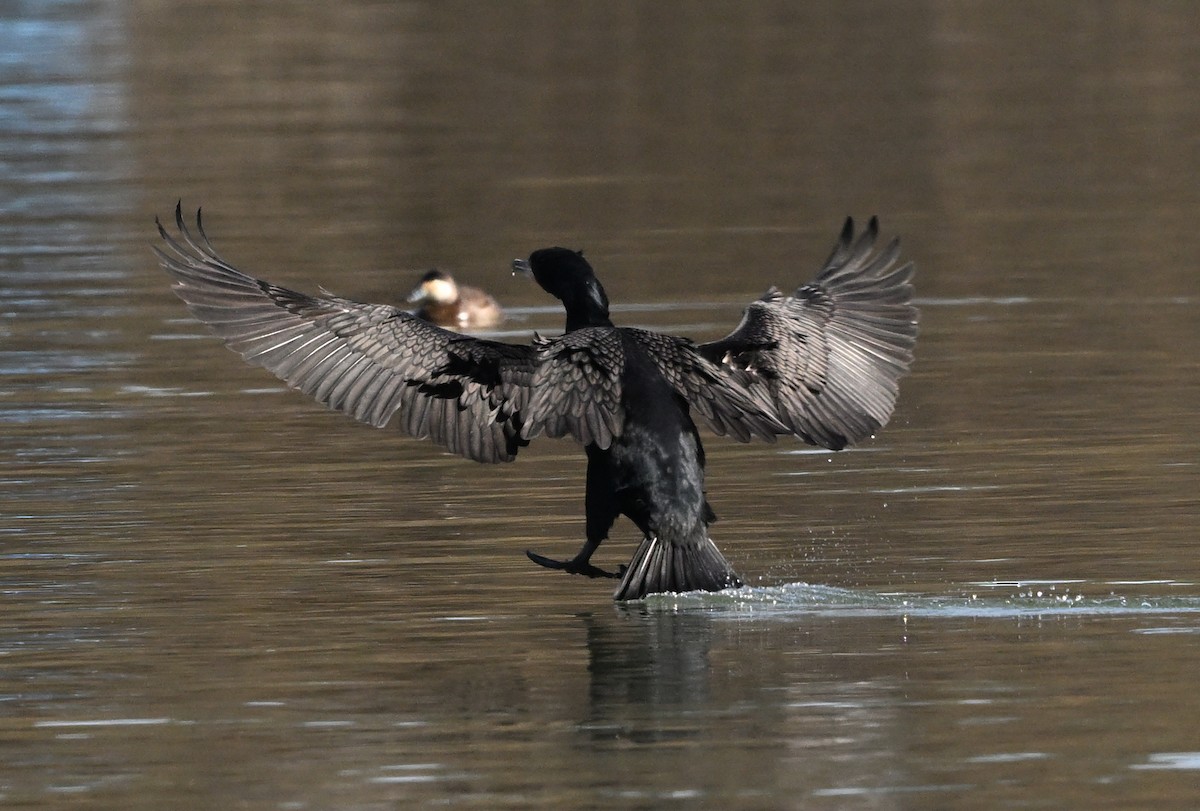 Kulaklı Karabatak - ML631078082