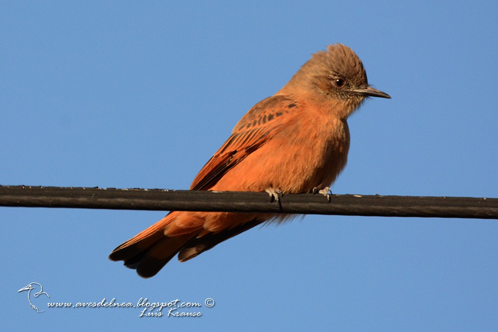 Cliff Flycatcher - Marcelo Allende