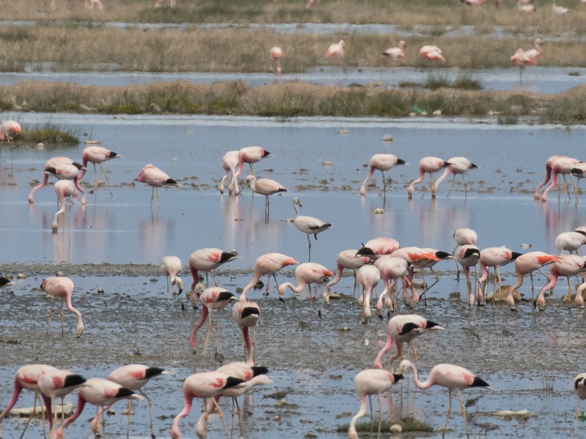 James's Flamingo - ML631078191