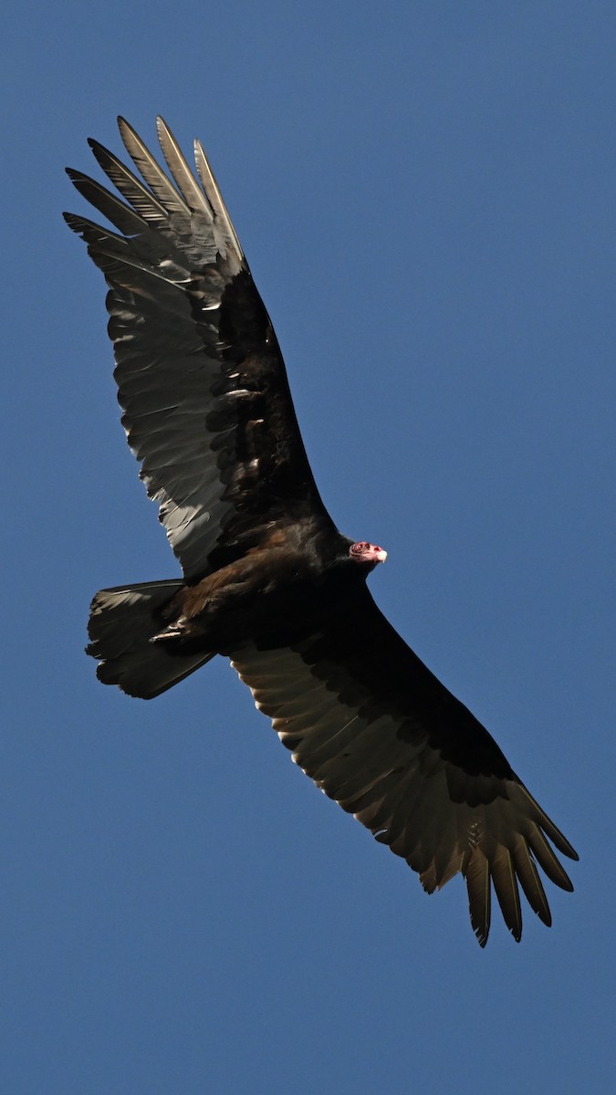 Hindi Akbabası - ML631078204