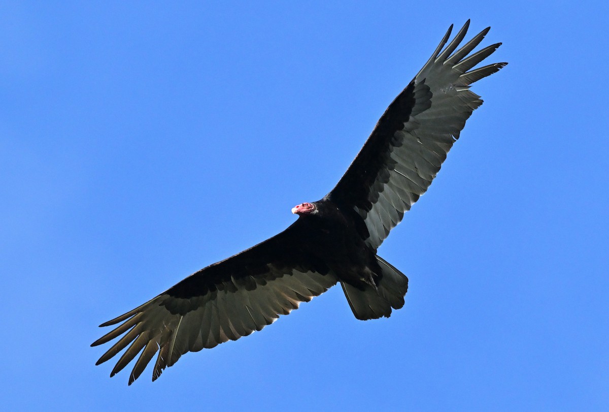 Hindi Akbabası - ML631078205