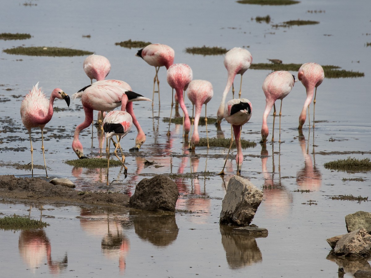 Andean Flamingo - ML631078339